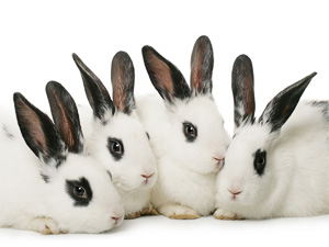Duplication